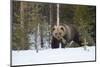 Brown Bear (Ursus arctos) during spring snowfall, Finland, Scandinavia, Europe-Kyle Moore-Mounted Photographic Print