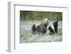 Brown Bear (Ursus arctos) female and cubs playing amongst the cotton grass, Finland-Danny Green-Framed Photographic Print