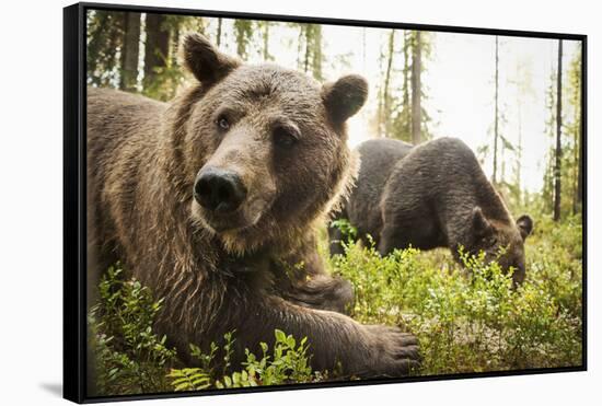 Brown Bear (Ursus Arctos), Finland, Scandinavia, Europe-Janette Hill-Framed Stretched Canvas