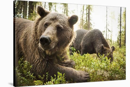 Brown Bear (Ursus Arctos), Finland, Scandinavia, Europe-Janette Hill-Stretched Canvas