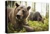 Brown Bear (Ursus Arctos), Finland, Scandinavia, Europe-Janette Hill-Stretched Canvas