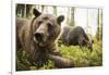 Brown Bear (Ursus Arctos), Finland, Scandinavia, Europe-Janette Hill-Framed Photographic Print