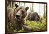 Brown Bear (Ursus Arctos), Finland, Scandinavia, Europe-Janette Hill-Framed Photographic Print