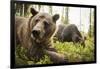 Brown Bear (Ursus Arctos), Finland, Scandinavia, Europe-Janette Hill-Framed Photographic Print