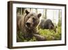 Brown Bear (Ursus Arctos), Finland, Scandinavia, Europe-Janette Hill-Framed Premium Photographic Print