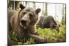 Brown Bear (Ursus Arctos), Finland, Scandinavia, Europe-Janette Hill-Mounted Premium Photographic Print