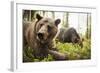 Brown Bear (Ursus Arctos), Finland, Scandinavia, Europe-Janette Hill-Framed Photographic Print