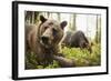 Brown Bear (Ursus Arctos), Finland, Scandinavia, Europe-Janette Hill-Framed Photographic Print