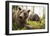 Brown Bear (Ursus Arctos), Finland, Scandinavia, Europe-Janette Hill-Framed Photographic Print