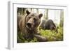 Brown Bear (Ursus Arctos), Finland, Scandinavia, Europe-Janette Hill-Framed Photographic Print