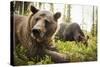 Brown Bear (Ursus Arctos), Finland, Scandinavia, Europe-Janette Hill-Stretched Canvas