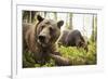 Brown Bear (Ursus Arctos), Finland, Scandinavia, Europe-Janette Hill-Framed Photographic Print