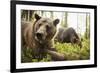 Brown Bear (Ursus Arctos), Finland, Scandinavia, Europe-Janette Hill-Framed Photographic Print