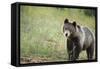 Brown Bear (Ursus Arctos), Finland, Scandinavia, Europe-Janette Hill-Framed Stretched Canvas