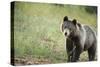 Brown Bear (Ursus Arctos), Finland, Scandinavia, Europe-Janette Hill-Stretched Canvas