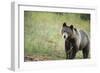 Brown Bear (Ursus Arctos), Finland, Scandinavia, Europe-Janette Hill-Framed Photographic Print