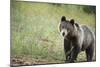 Brown Bear (Ursus Arctos), Finland, Scandinavia, Europe-Janette Hill-Mounted Photographic Print