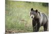 Brown Bear (Ursus Arctos), Finland, Scandinavia, Europe-Janette Hill-Mounted Photographic Print