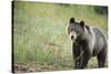 Brown Bear (Ursus Arctos), Finland, Scandinavia, Europe-Janette Hill-Stretched Canvas