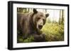 Brown Bear (Ursus Arctos), Finland, Scandinavia, Europe-Janette Hill-Framed Photographic Print