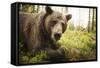 Brown Bear (Ursus Arctos), Finland, Scandinavia, Europe-Janette Hill-Framed Stretched Canvas