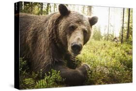 Brown Bear (Ursus Arctos), Finland, Scandinavia, Europe-Janette Hill-Stretched Canvas