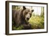 Brown Bear (Ursus Arctos), Finland, Scandinavia, Europe-Janette Hill-Framed Premium Photographic Print