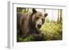 Brown Bear (Ursus Arctos), Finland, Scandinavia, Europe-Janette Hill-Framed Premium Photographic Print