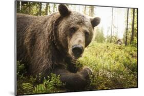 Brown Bear (Ursus Arctos), Finland, Scandinavia, Europe-Janette Hill-Mounted Premium Photographic Print