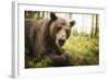 Brown Bear (Ursus Arctos), Finland, Scandinavia, Europe-Janette Hill-Framed Photographic Print