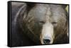 Brown Bear (Ursus Arctos), Finland, Scandinavia, Europe-Janette Hill-Framed Stretched Canvas