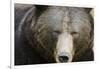 Brown Bear (Ursus Arctos), Finland, Scandinavia, Europe-Janette Hill-Framed Photographic Print