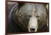 Brown Bear (Ursus Arctos), Finland, Scandinavia, Europe-Janette Hill-Framed Photographic Print