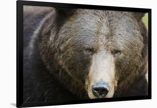 Brown Bear (Ursus Arctos), Finland, Scandinavia, Europe-Janette Hill-Framed Photographic Print