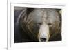 Brown Bear (Ursus Arctos), Finland, Scandinavia, Europe-Janette Hill-Framed Photographic Print