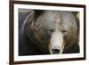 Brown Bear (Ursus Arctos), Finland, Scandinavia, Europe-Janette Hill-Framed Photographic Print