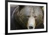 Brown Bear (Ursus Arctos), Finland, Scandinavia, Europe-Janette Hill-Framed Photographic Print