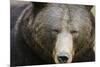 Brown Bear (Ursus Arctos), Finland, Scandinavia, Europe-Janette Hill-Mounted Photographic Print