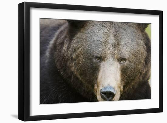 Brown Bear (Ursus Arctos), Finland, Scandinavia, Europe-Janette Hill-Framed Photographic Print