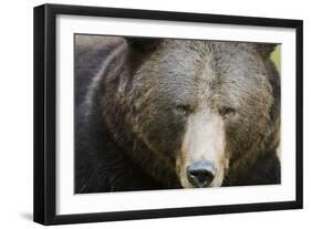 Brown Bear (Ursus Arctos), Finland, Scandinavia, Europe-Janette Hill-Framed Photographic Print