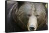 Brown Bear (Ursus Arctos), Finland, Scandinavia, Europe-Janette Hill-Framed Stretched Canvas