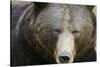 Brown Bear (Ursus Arctos), Finland, Scandinavia, Europe-Janette Hill-Stretched Canvas