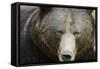 Brown Bear (Ursus Arctos), Finland, Scandinavia, Europe-Janette Hill-Framed Stretched Canvas