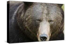 Brown Bear (Ursus Arctos), Finland, Scandinavia, Europe-Janette Hill-Stretched Canvas