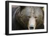 Brown Bear (Ursus Arctos), Finland, Scandinavia, Europe-Janette Hill-Framed Premium Photographic Print