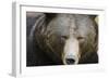 Brown Bear (Ursus Arctos), Finland, Scandinavia, Europe-Janette Hill-Framed Premium Photographic Print