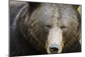 Brown Bear (Ursus Arctos), Finland, Scandinavia, Europe-Janette Hill-Mounted Premium Photographic Print