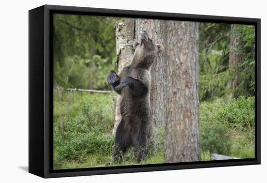 Brown Bear (Ursus Arctos), Finland, Scandinavia, Europe-Janette Hill-Framed Stretched Canvas