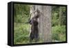 Brown Bear (Ursus Arctos), Finland, Scandinavia, Europe-Janette Hill-Framed Stretched Canvas