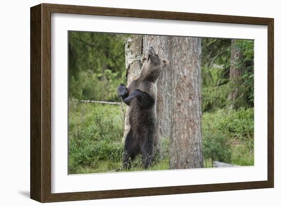 Brown Bear (Ursus Arctos), Finland, Scandinavia, Europe-Janette Hill-Framed Photographic Print